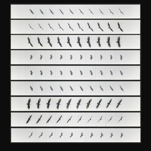 Circunspecciones gallinazo vuela